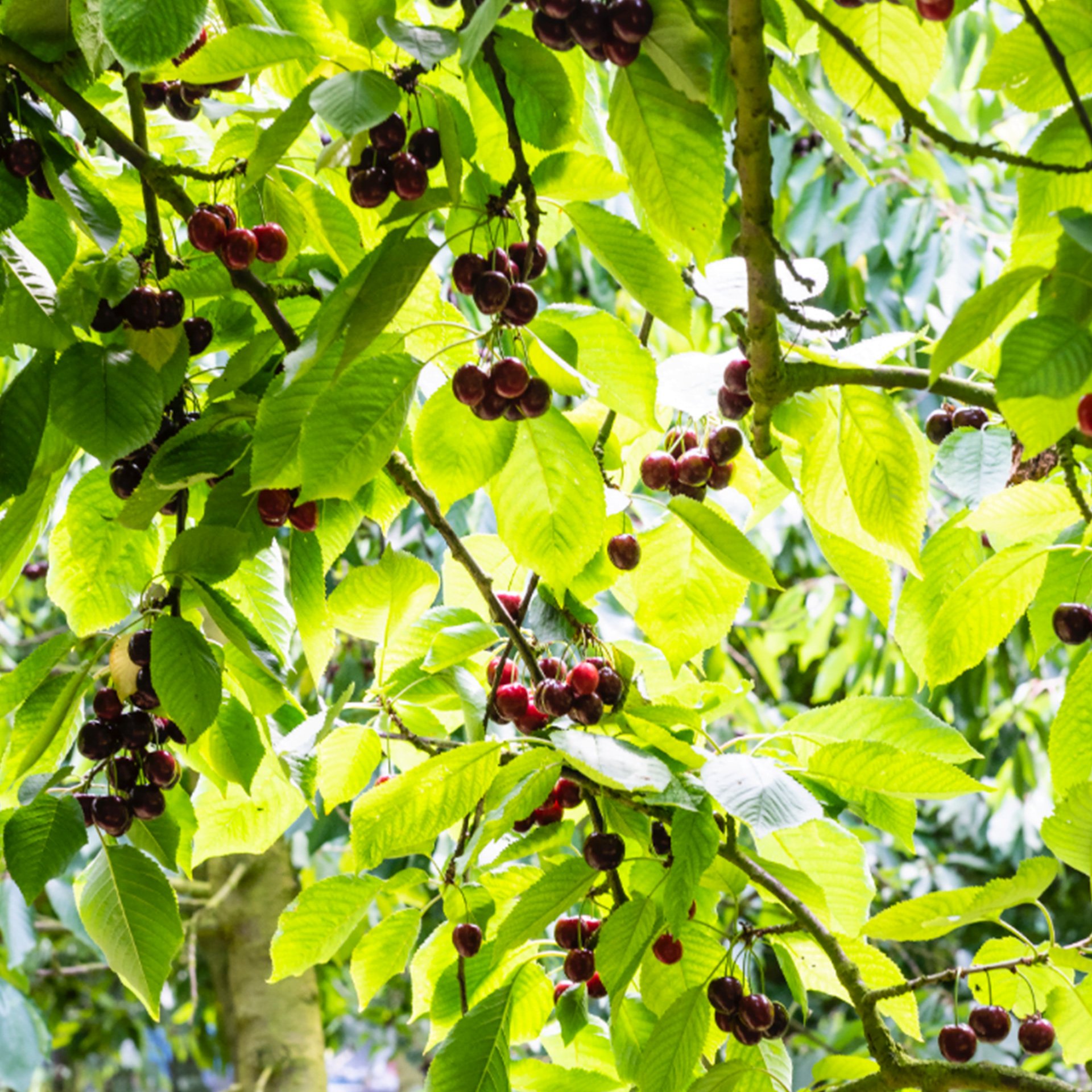 Zoete Polder 3 Zoete Polder