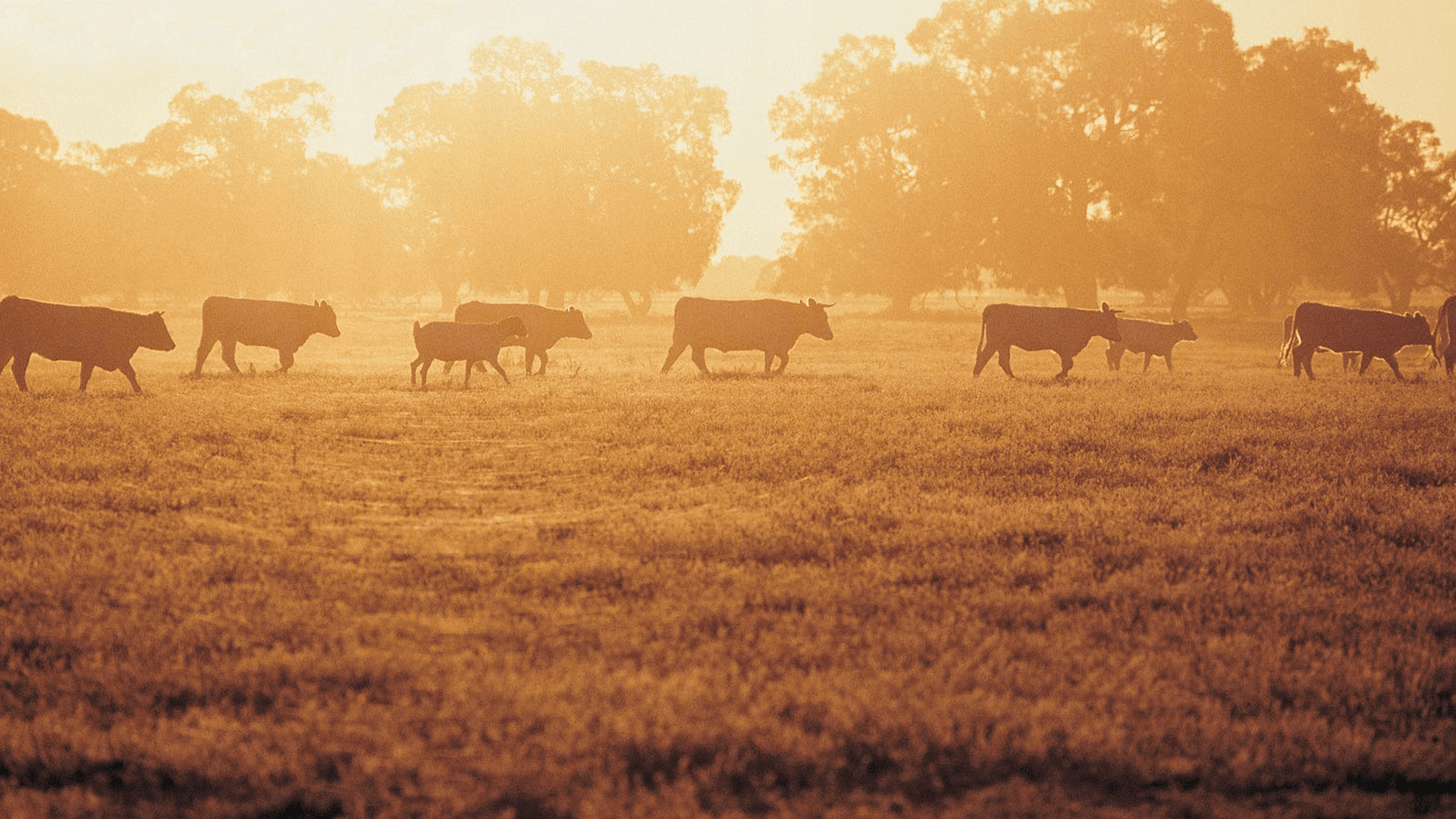 OS MEATSHOP REFERENTIE KNEET